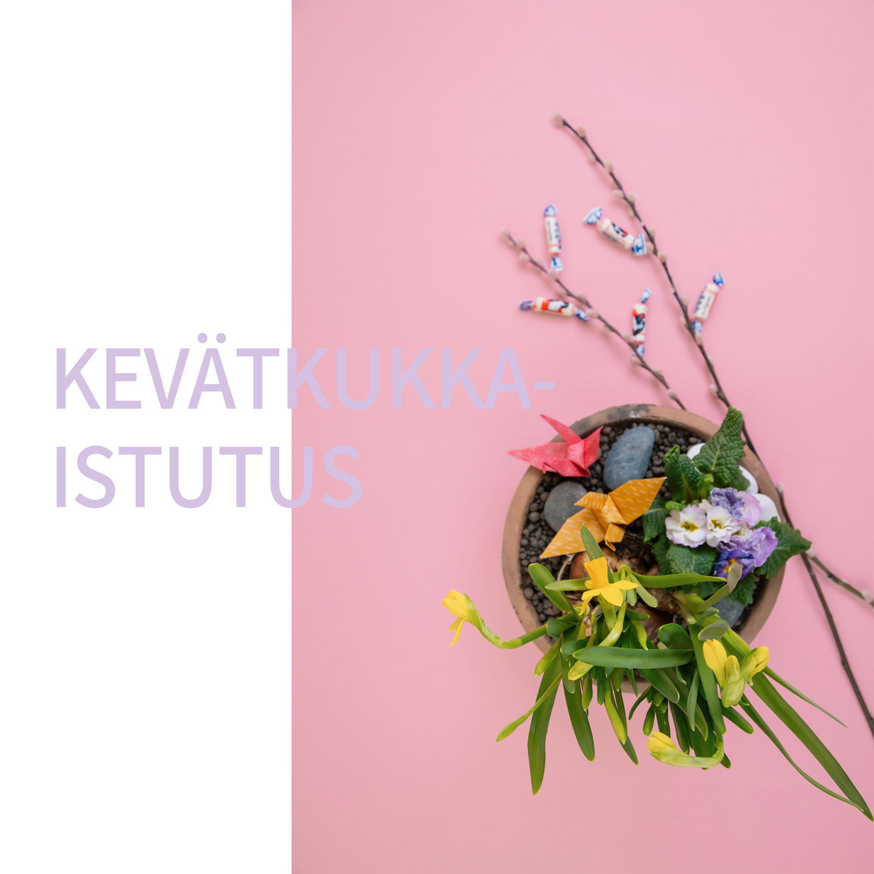 Kevätkukka- istutus