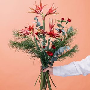 Amaryllis Craze