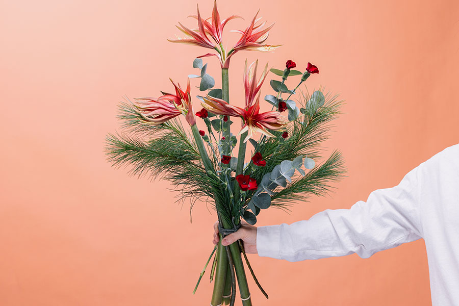 Amaryllis Craze