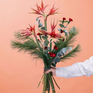 Amaryllis Craze